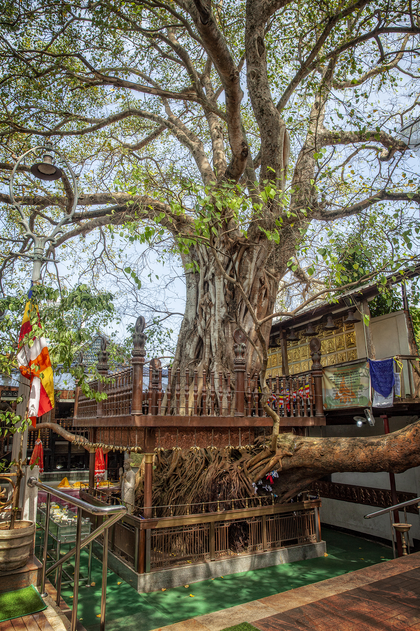 Kolombo- Gangarama Temple-Bodhi Ağacı