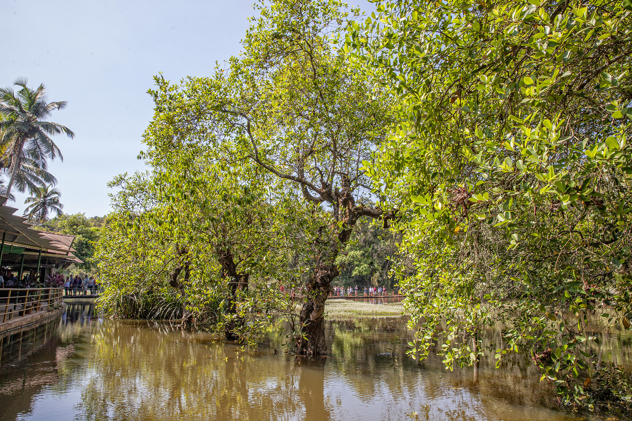 Goa-Savoi Tropikal Baharat Plantasyonu